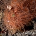 frogfish_hairy_ta_hsb_r_h_0318_kom5306.jpg